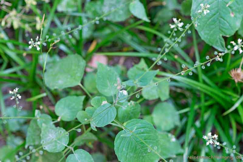 Wildkräuter Hexenkraut – Circaea lutetiana