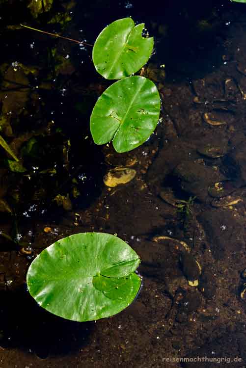 Drei Seerosenblätter auf dem See