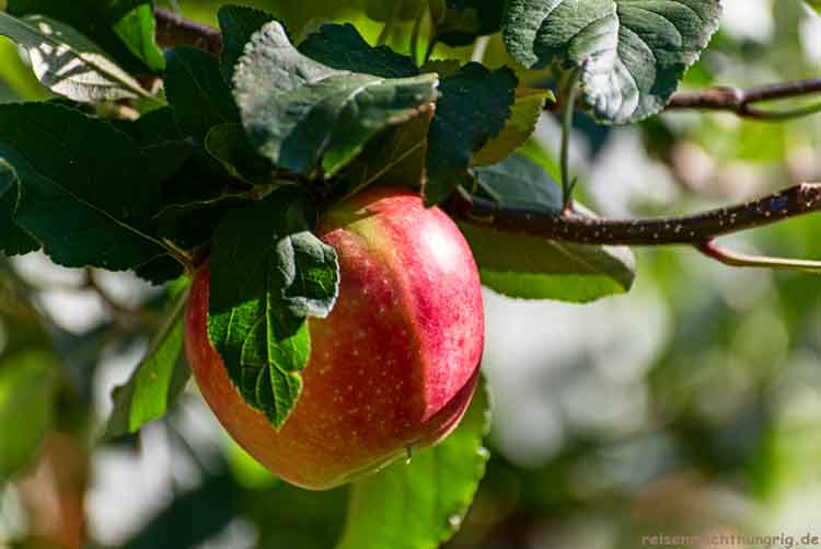 Apfel vor der Ernte