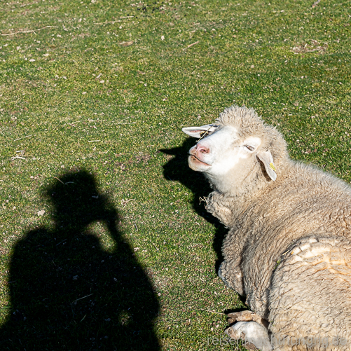 Schaf und Fotograf