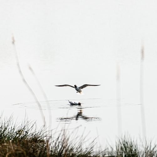 Schwarzkopfmöwe landet auf dem See