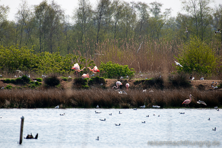 Streiterei unter Flamingos