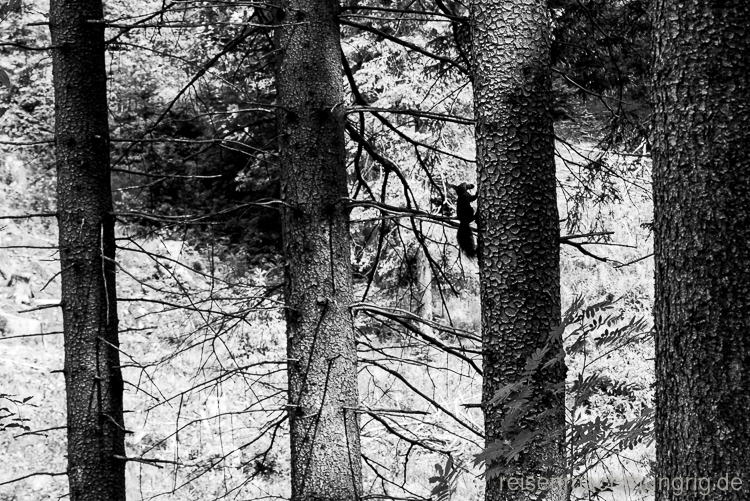 Eichhörnchen läuft einen Baum hoch