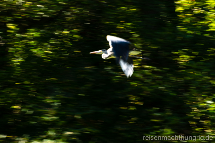 Reiher fliegt vor einem Wald