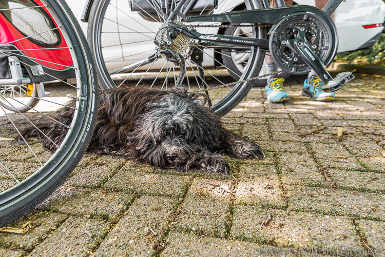 Hund liegt entspannt zwischen Fahrrädern.