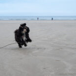 Hund tobt am Strand