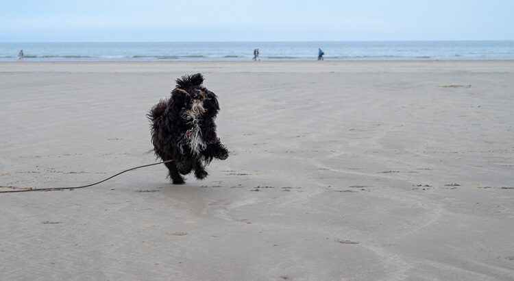 Hund tobt am Strand