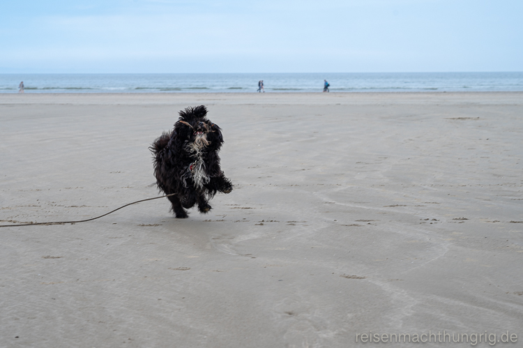 Hund tobt am Strand